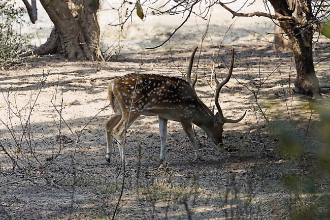 Keoladeo national park-160